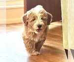 Small #4 Bernedoodle (Miniature)