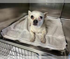 Chihuahua-Unknown Mix Dogs for adoption in Grand Prairie, TX, USA