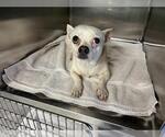 Small Chihuahua Mix