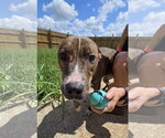 Small #3 Mountain Cur Mix