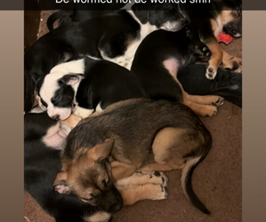 Texas Heeler-Unknown Mix Puppy for sale in JOHNSTOWN, PA, USA