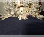 Small Photo #10 Maltese Puppy For Sale in OCALA, FL, USA