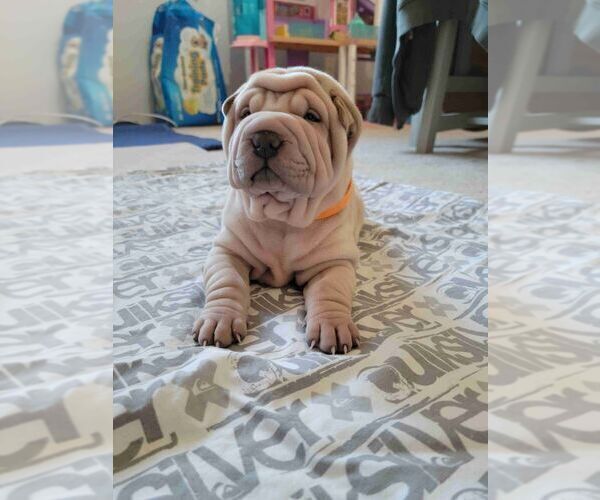 Medium Photo #1 Chinese Shar-Pei Puppy For Sale in PRUNEDALE, CA, USA