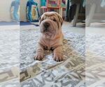 Small Photo #1 Chinese Shar-Pei Puppy For Sale in PRUNEDALE, CA, USA