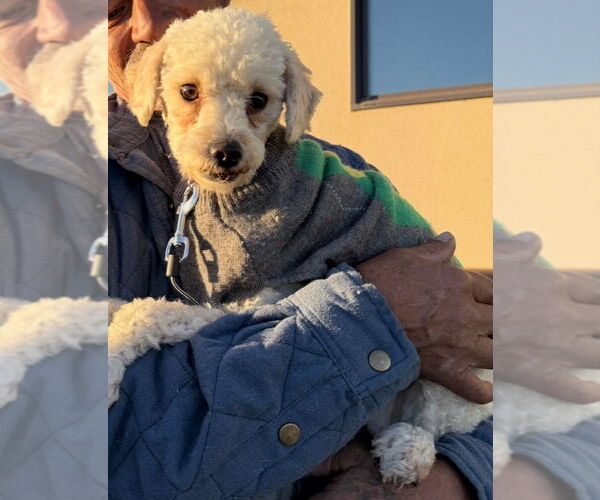 Medium Photo #6 Poodle (Miniature)-Unknown Mix Puppy For Sale in Grafton, WI, USA