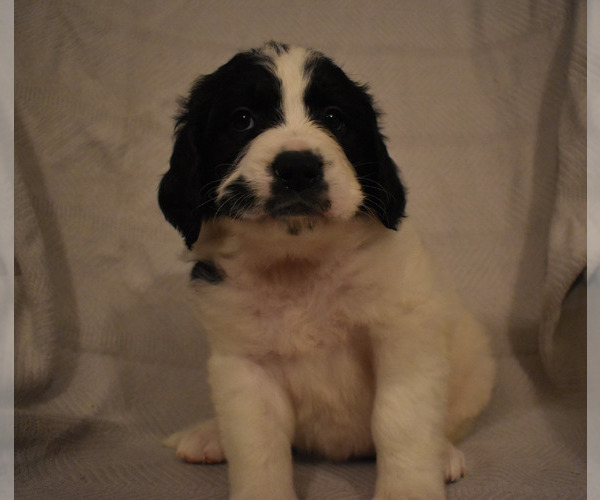 Medium Photo #1 Goldendoodle-Saint Bernard Mix Puppy For Sale in CHATHAM, VA, USA