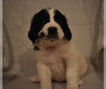 Small Photo #1 Goldendoodle-Saint Bernard Mix Puppy For Sale in CHATHAM, VA, USA