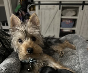 Yorkshire Terrier Puppy for sale in OLATHE, KS, USA