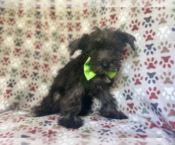 Medium Photo #7 Schnauzer (Miniature) Puppy For Sale in LAKELAND, FL, USA