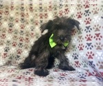 Small #6 Schnauzer (Miniature)