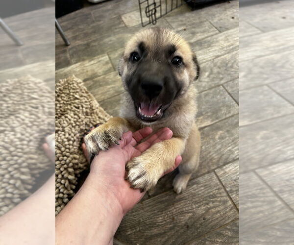 Medium Photo #4 German Shepherd Dog-Unknown Mix Puppy For Sale in Raleigh, NC, USA