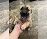 Small #3 German Shepherd Dog Mix