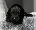 Small Photo #37 Goldendoodle Puppy For Sale in HOWARD CITY, MI, USA