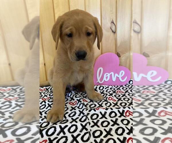 Medium Photo #2 Labrador Retriever Puppy For Sale in DALLAS, WI, USA
