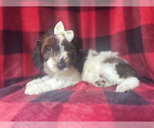 Cock-A-Poo Puppy for sale in LAKELAND, FL, USA