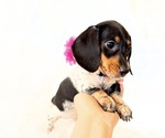 Small #2 Dachshund
