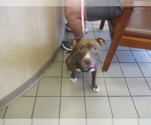 American Pit Bull Terrier Dogs for adoption in Ocala, FL, USA