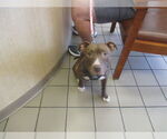Small American Pit Bull Terrier