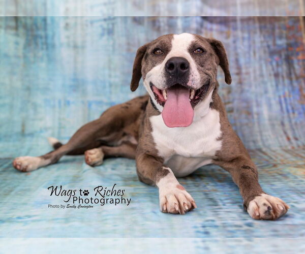 Medium Photo #4 Catahoula Leopard Dog-Unknown Mix Puppy For Sale in Anniston, AL, USA