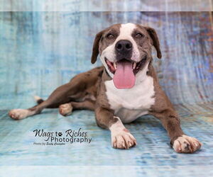 Luna - Female Catahoula Leopard Dog-Unknown Mix Dog for Adoption - Photo #4