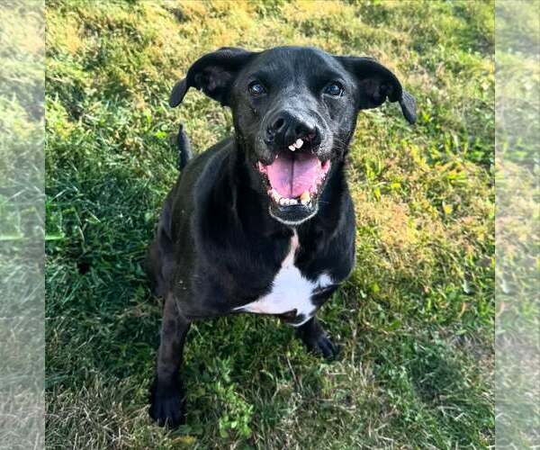 Medium Photo #2 Labrador Retriever-Unknown Mix Puppy For Sale in Geneva, OH, USA