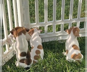 Jack Russell Terrier Puppy for Sale in LEDBETTER, Texas USA