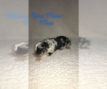 Small Photo #6 Australian Shepherd Puppy For Sale in CROSSVILLE, TN, USA