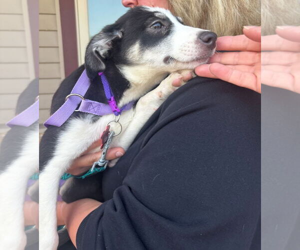 Medium Photo #3 Australian Shepherd-Unknown Mix Puppy For Sale in Grafton, WI, USA