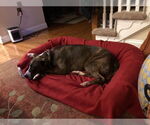 Small #5 Mountain Cur Mix