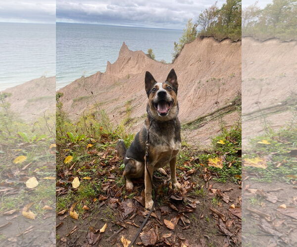Medium Photo #4 Mutt Puppy For Sale in Garden City, NY, USA