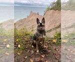 Small #3 Mutt