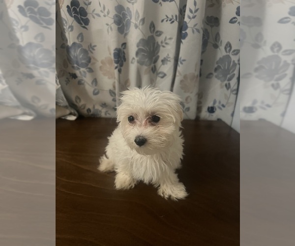 Medium Photo #1 Maltese Puppy For Sale in DURHAM, CT, USA