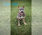 Small #1 Australian Kelpie Mix