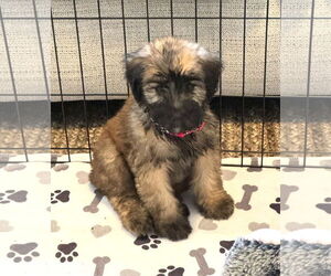Mutt Dogs for adoption in Wheaton, IL, USA