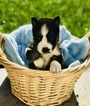 Small Photo #2 Siberian Husky Puppy For Sale in BRUSH PRAIRIE, WA, USA