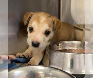 Siberian Husky-Unknown Mix Dogs for adoption in San Antonio, TX, USA