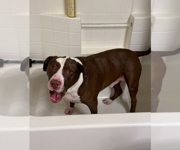 Medium Photo #11 Bull-Boxer Puppy For Sale in Chandler, AZ, USA