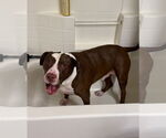 Small #10 Bull-Boxer