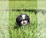 Small #1 Shih Tzu