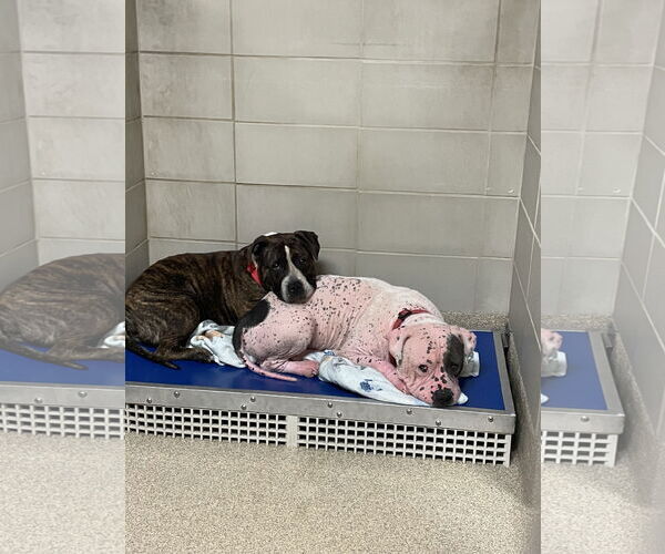 Medium Photo #1 American Bulldog-Unknown Mix Puppy For Sale in Virginia Beach, VA, USA