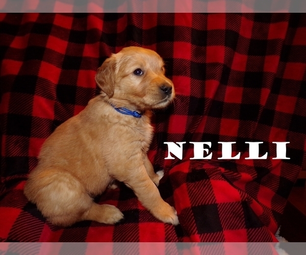 Medium Photo #1 Golden Retriever Puppy For Sale in HAM LAKE, MN, USA