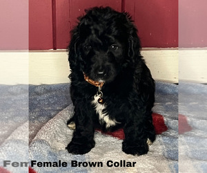 Goldendoodle Puppy for sale in MONTGOMERY, MN, USA