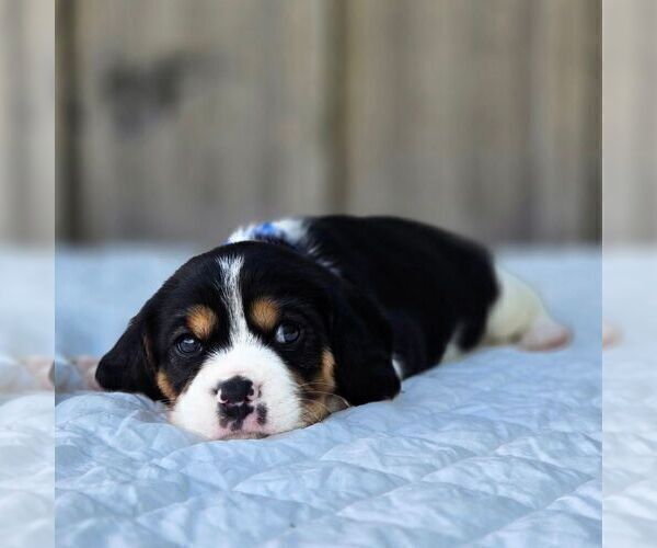 Medium Photo #3 Beaglier Puppy For Sale in PRESTON, MD, USA