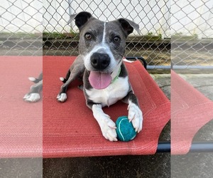 Blue Steele - Male Mutt Dog for Adoption - Photo #4