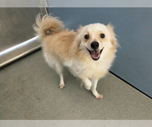 Medium Photo #1 Pomeranian-Unknown Mix Puppy For Sale in San Clemente, CA, USA