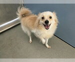 Small Pomeranian Mix
