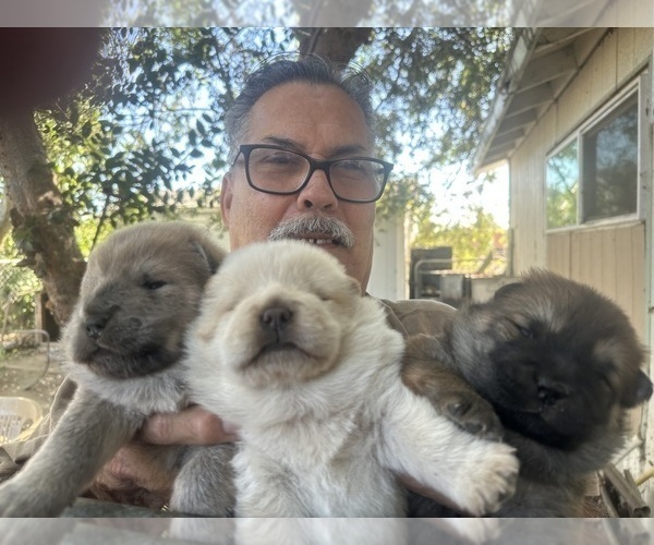 Medium Photo #4 Chow Chow Puppy For Sale in FONTANA, CA, USA