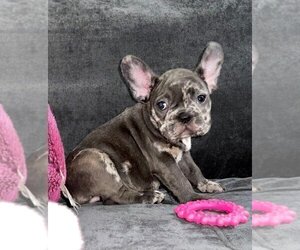 French Bulldog Puppy for sale in TAMPA, FL, USA