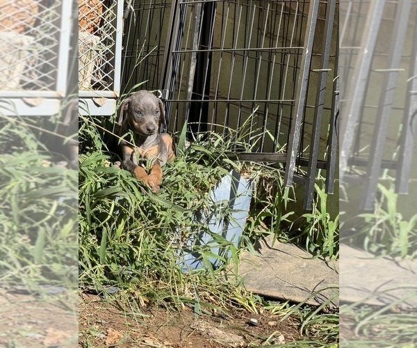 Medium Photo #38 Doberman Pinscher Puppy For Sale in RICHMOND, VA, USA