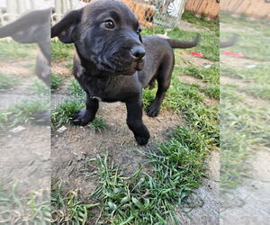 Labrottie Dogs for adoption in Bellingham, WA, USA